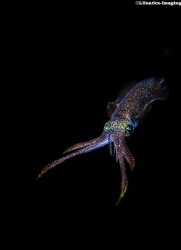 Reef squid presenting its colourful luminescent skin. by Luca Keller 